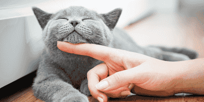 Understanding Feline Behaviour and Psychology