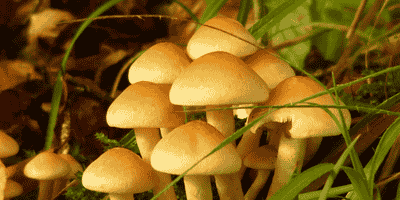 Mushroom Cultivation Course for Business